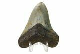Fossil Megalodon Tooth - North Carolina #161446-2